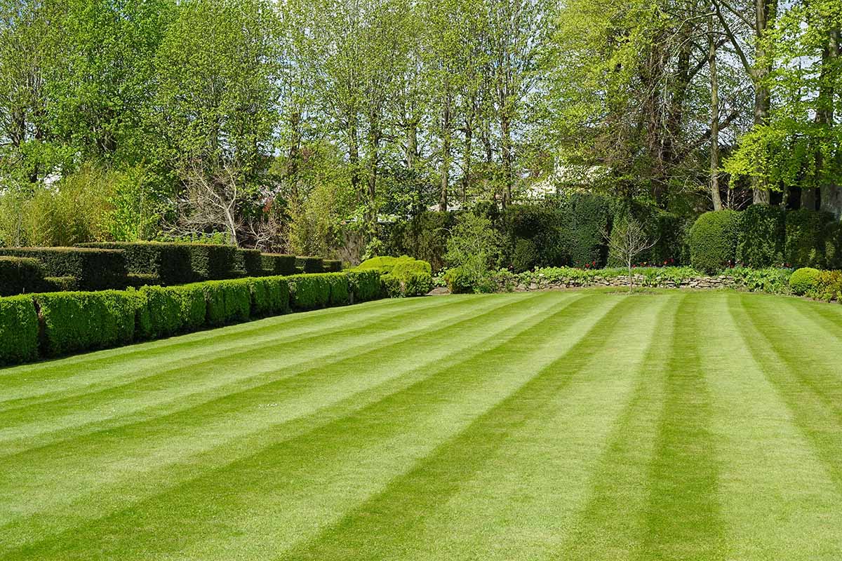 Wide striped lawn with manicured hedges — GOAT-tier results